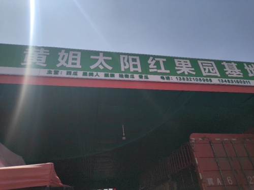 黄姐太阳红果园基地