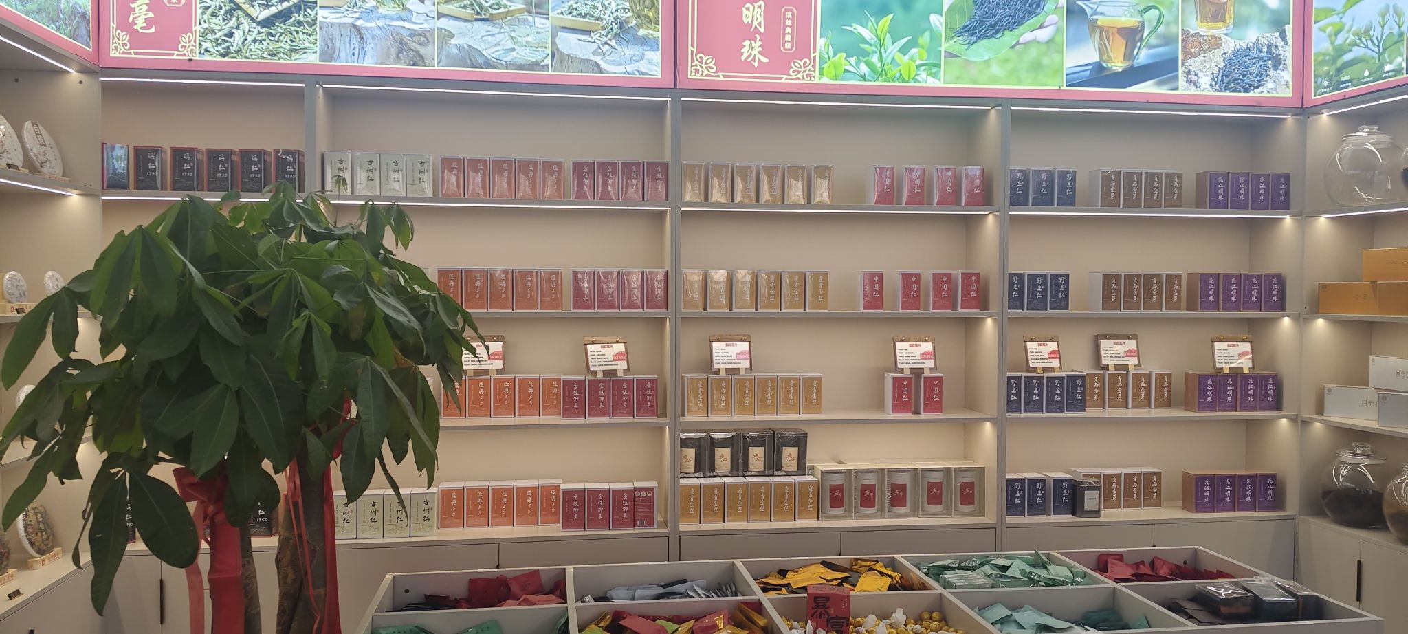 桑延茶叙