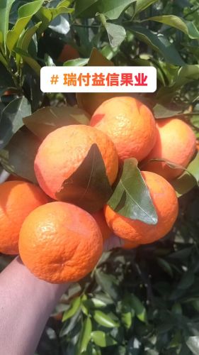 瑞付益信果业