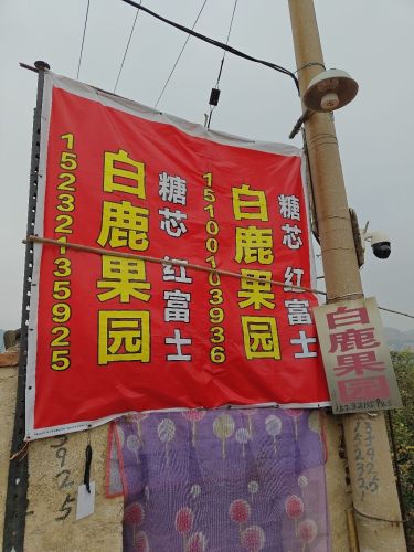 白鹿果园