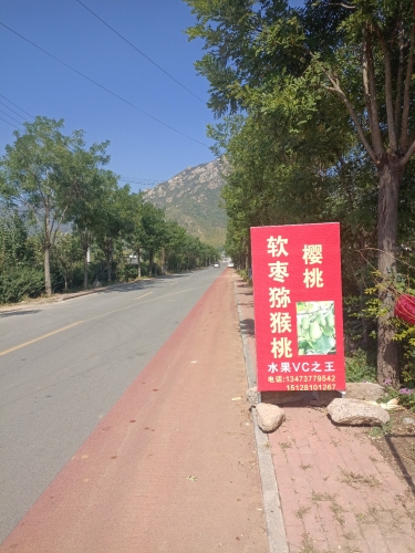 封龙山软枣猕猴桃采摘园
