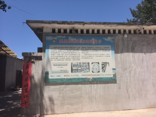 鹿泉区羽旺养鸡场