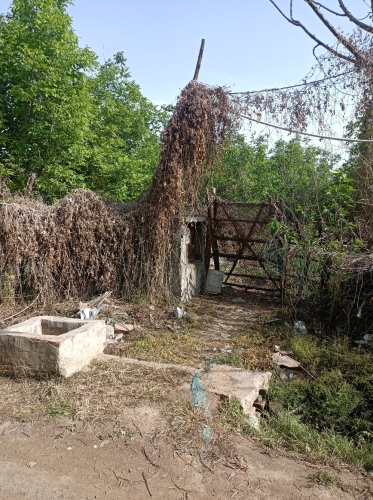 核桃菜地