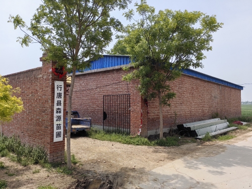 行唐县森源苗圃