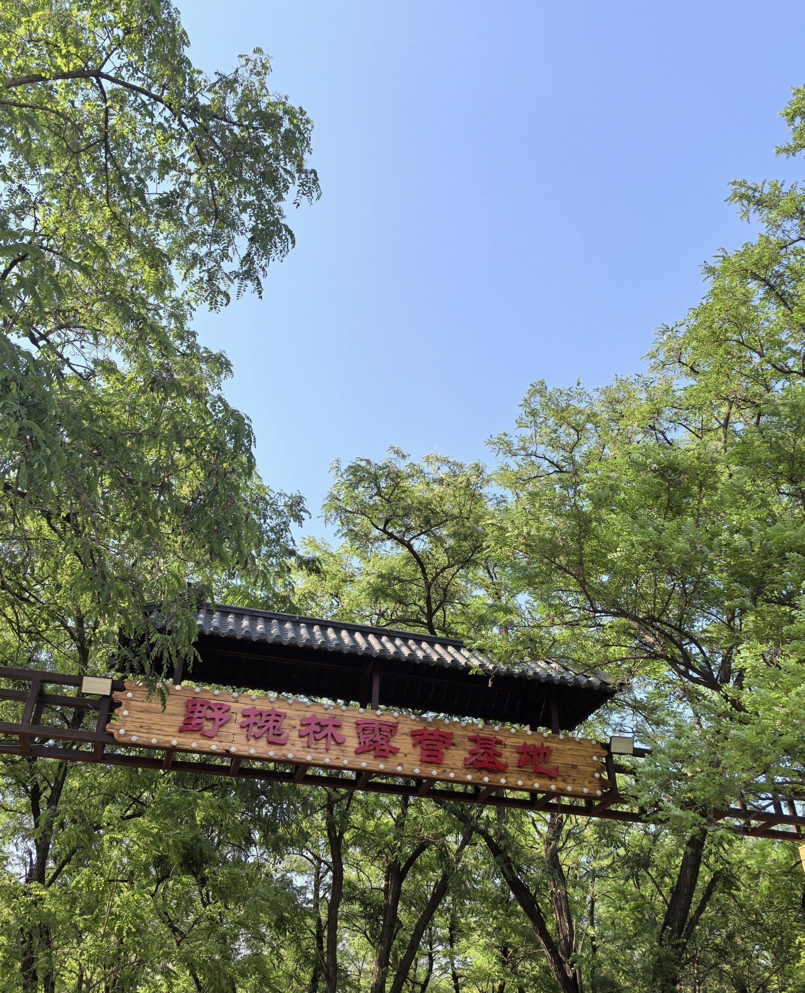 野槐林露营基地