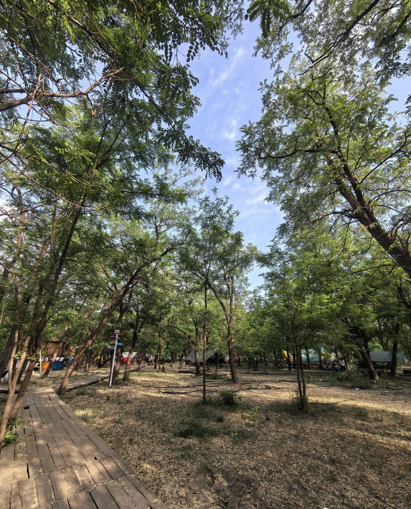 野槐林露营基地