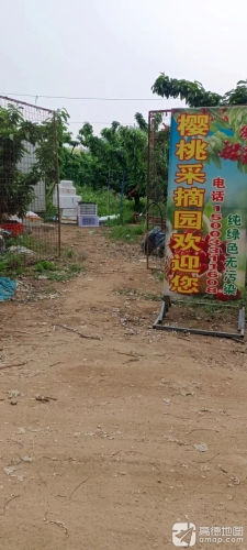 新乐市樱为有你樱桃采摘园