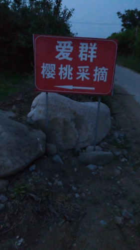 爱群樱桃采摘