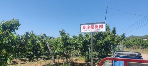 鲍家滩玲玲樱桃园