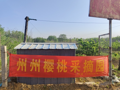 州州樱桃采摘园