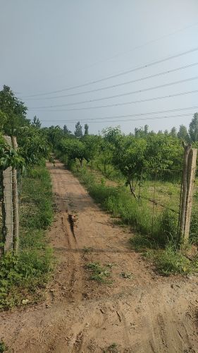 鹿泉区封龙永盛农场