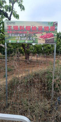 王瑞科樱桃采摘园