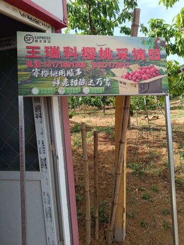 王瑞科樱桃采摘园