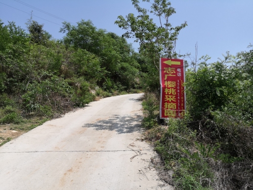 志广樱桃采摘园