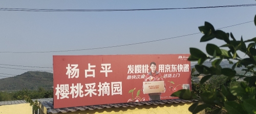 杨占平樱桃采摘园