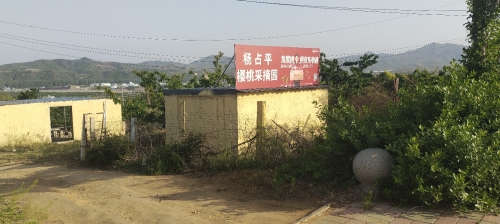 杨占平樱桃采摘园