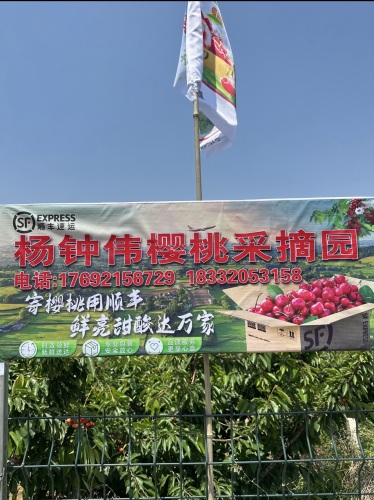 杨钟伟樱桃采摘园