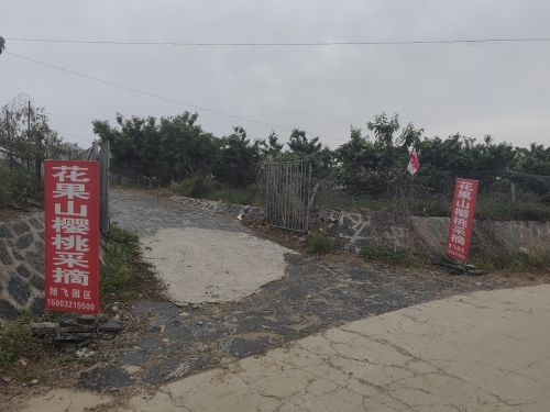 花果山旭飞樱桃采摘园区