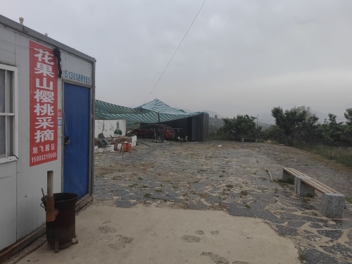 花果山旭飞樱桃采摘园区