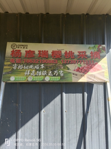 杨彦瑞樱桃采摘