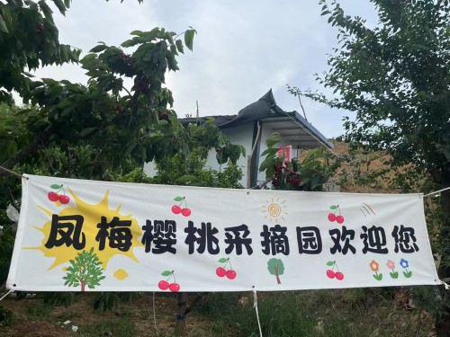 凤梅樱桃采摘园