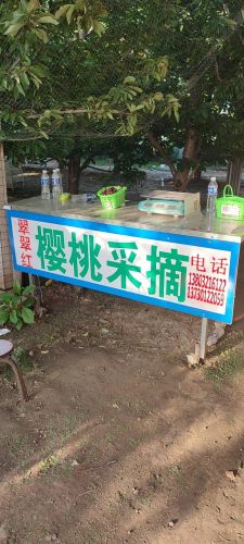 元氏翠翠红樱桃采摘园