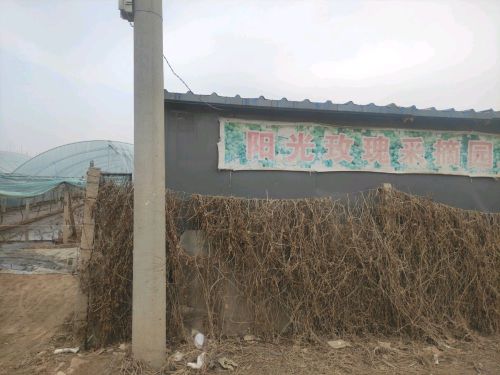 东石阳光玫瑰采摘园