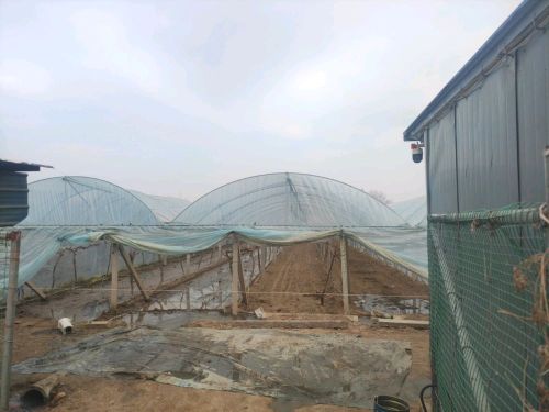 东石阳光玫瑰采摘园