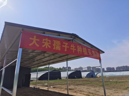 孺子牛种植园甘蔗采摘(暂停营业)