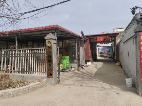 栾城区倩语养鸡场