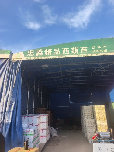 忠义精品西葫芦