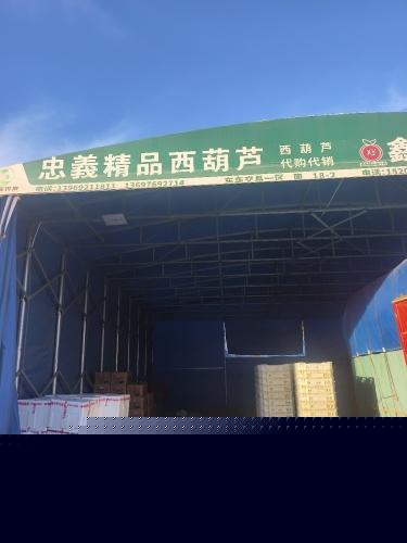 忠义精品西葫芦