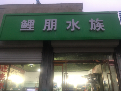 鲤朋水族