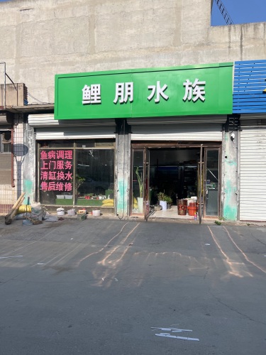 鲤朋水族