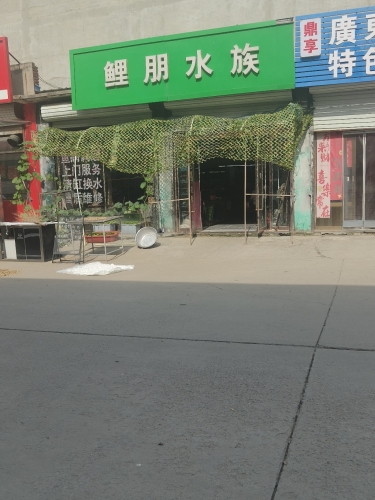 鲤朋水族