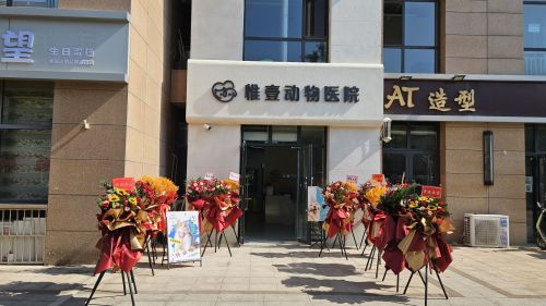 桥西区惟壹动物医院