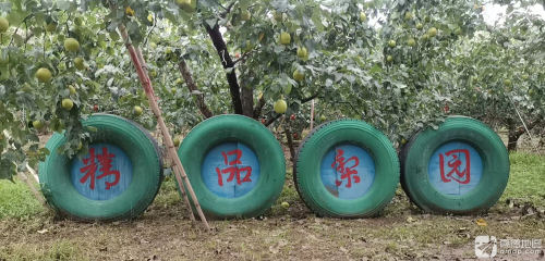 精品梨园赵州雪花梨采摘园