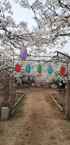 精品梨园赵州雪花梨采摘园