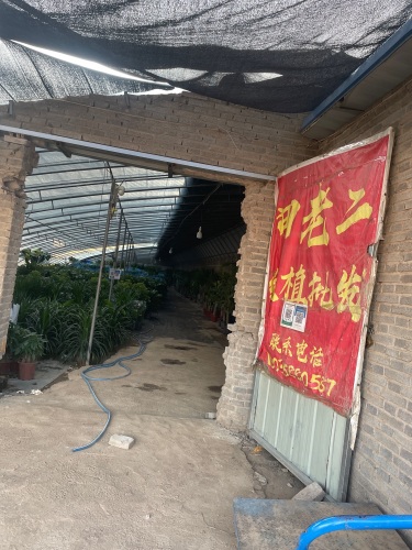 田老二绿植批发