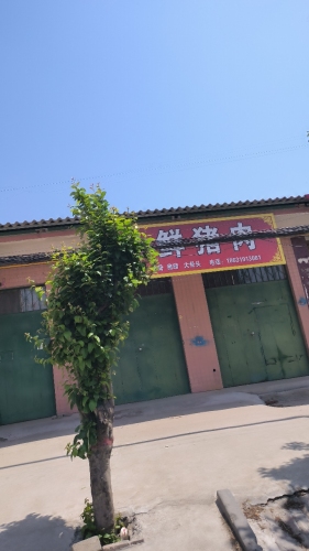鲜猪肉