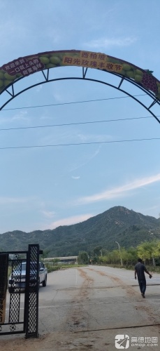 西柏坡阳光玫瑰葡萄采摘基地