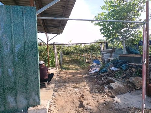 上王小峪村猕猴桃采摘园