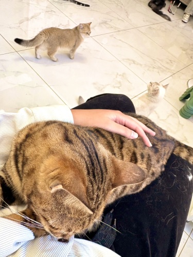 喵小宅撸猫小屋猫咖
