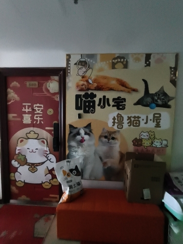 喵小宅撸猫小屋猫咖