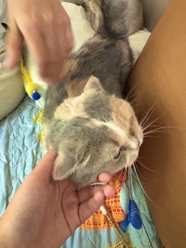喵小宅撸猫小屋猫咖