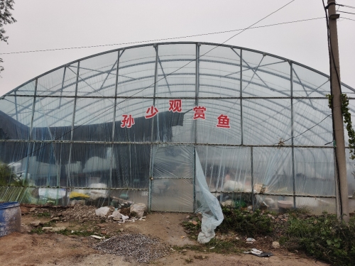 孙少观赏鱼养殖场
