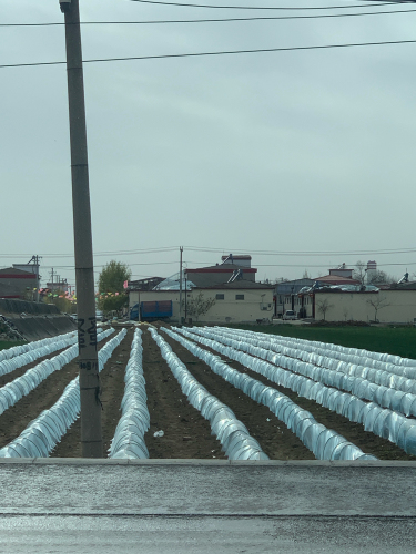 甘蔗基地采摘农场