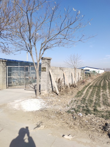 定州旭旭肉鸽养殖场