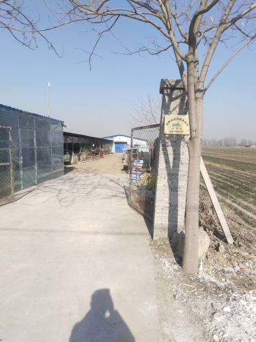 定州旭旭肉鸽养殖场