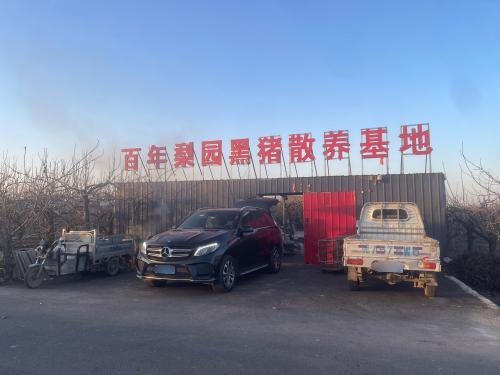 百年梨园黑猪散养基地